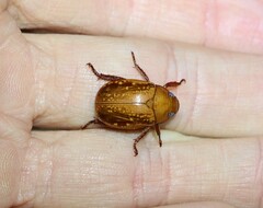 Anoplognathus concolor