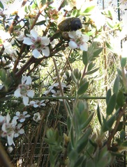 Leptospermum grandifolium