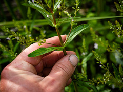 Veronica anagallis-aquatica