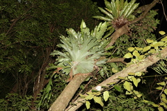Platycerium superbum