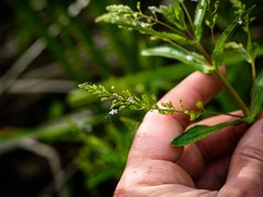 Veronica anagallis-aquatica