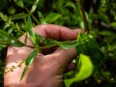 Veronica anagallis-aquatica