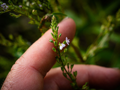 Veronica anagallis-aquatica