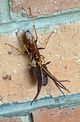 Cryptocheilus bicolor