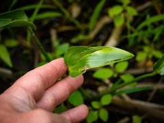Pontederia cordata