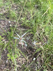 Rhynchospora nervosa