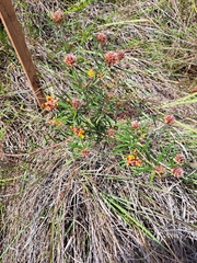 Pultenaea robusta