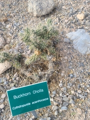 Cylindropuntia