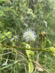 Mimosa ceratonia