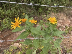 Heliopsis