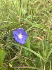 Jacquemontia pentanthos