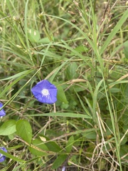 Jacquemontia pentanthos