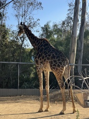 Giraffa