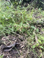 Fimbristylis dichotoma