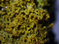 Xanthomendoza weberi