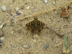 Carcharodus tripolina