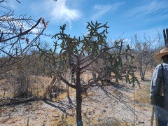 Cylindropuntia cholla