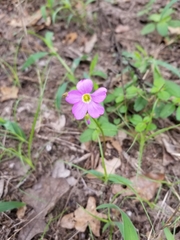 Oxalis violacea