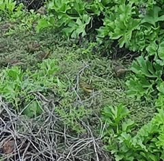 Serinus canaria