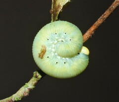 Cimbicinae