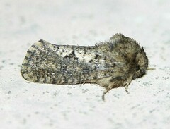 Acrolophus arcanella