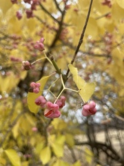 Euonymus atropurpureus