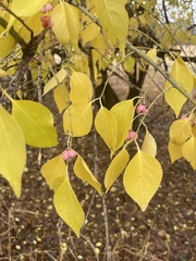 Euonymus atropurpureus