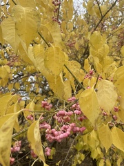 Euonymus atropurpureus