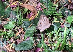 Junonia atlites atlites
