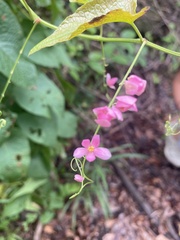 Antigonon leptopus