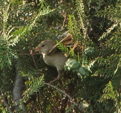 Acrocephalus dumetorum