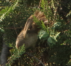 Acrocephalus dumetorum