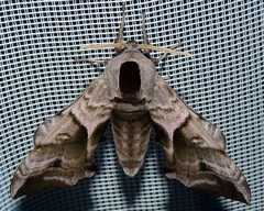 Smerinthus ocellata