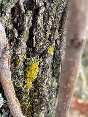 Xanthomendoza weberi