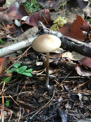 Entoloma hirtipes