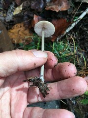 Entoloma hirtipes