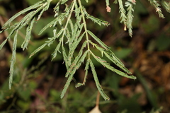 Acacia irrorata
