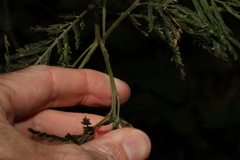 Acacia irrorata