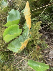 Aecidium ranunculi-lyallii