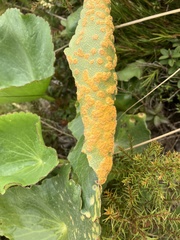 Aecidium ranunculi-lyallii