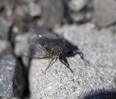 Maoricicada campbelli