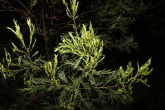 Acacia irrorata