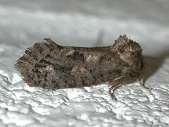 Acrolophus arcanella