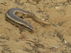 Chalcides ocellatus
