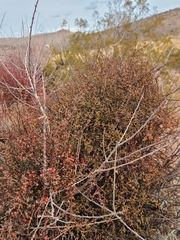 Phoradendron californicum