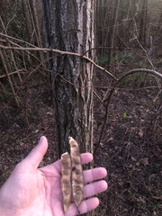Robinia pseudoacacia