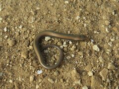 Chalcides chalcides