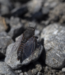 Maoricicada campbelli