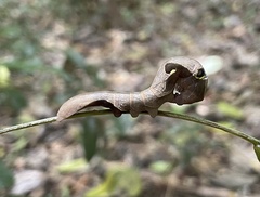 Phyllodes imperialis smithersi