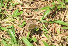 Junonia atlites atlites